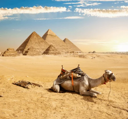 Relaxed camel resting in front of the Great Pyramids of Giza in Egypt at sunset.